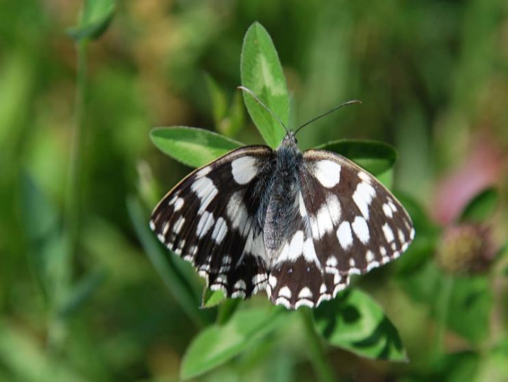 farfalleIMG0304.jpg